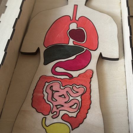 Anatomy Puzzle